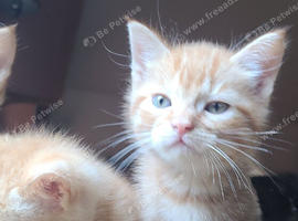 KITTENS LOOKING FOR LOVING HOMES