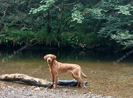 For Rehome Fox red Labrador