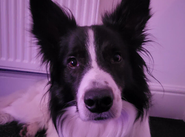 5 Year Old Border Collie