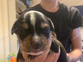 8 lovey puppies looking for there loveing homes
