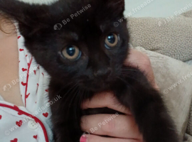 Kittens