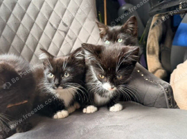 Kittens for a lovely home