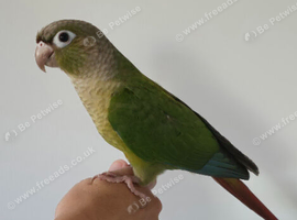 Pineapple conures