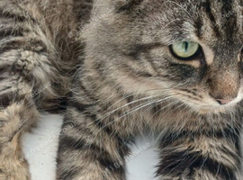 3 years old male Maine coon
