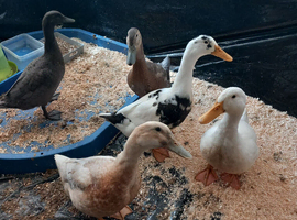 Domestic Ducks
