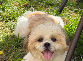 10 month puppy