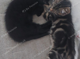 2 kittens girls