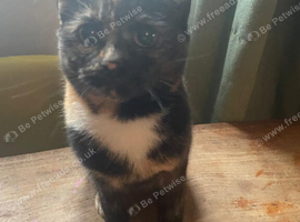 Female cat