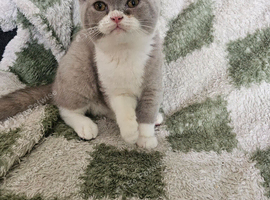 British-shorthair girl