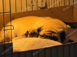 Male pug puppy