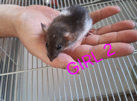 Baby girl dumbo rats