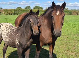Registerd Appaloosa x warmblood