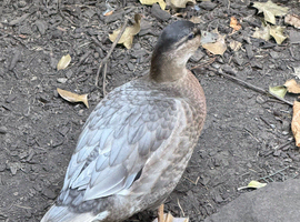 Male call ducks