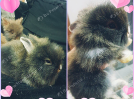 Last 2 lionhead rabbits for sale