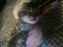 Kitten