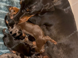 Miniature dachshund