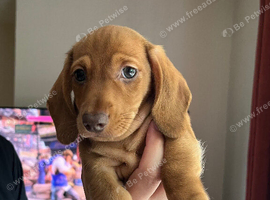 2 male puppies left