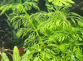 Baby orange neocardenia shrimp