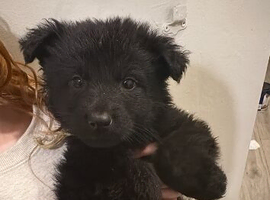 German shepherd puppies