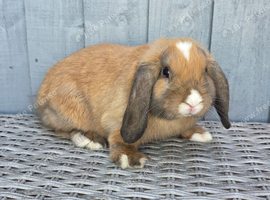 Gorgeous mini lop boy