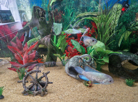 Cichlids for sale