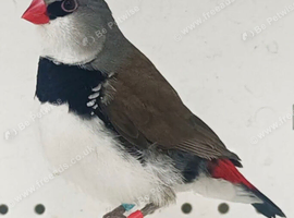 Diamond firetail pair wanted Swadlincote