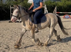 14hh 7yro ride and drive gelding