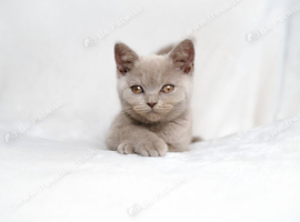 Beautiful Lilac/Fawn British Shorthair Kittens