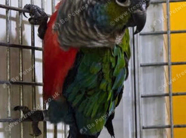 Pair of Crimson-bellied Conure
