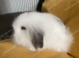 Mini lop litter ready 1st August. Unusual colours.