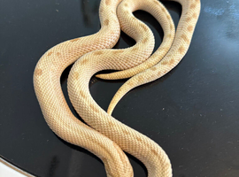 ABSOLUTELY AMAZING PAIR OF FROST CONDA HET LAVENDER HOGNOSE