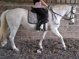 13.3hh appaloosa x cob mare