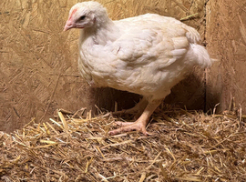 20 Ross meat growers available