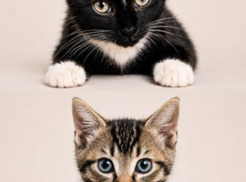 Cute kittens for sale