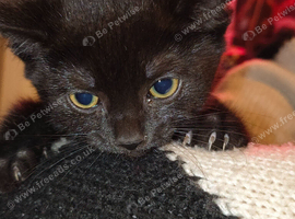 1 beautiful black female kitten