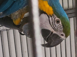 2 half year old tame blue gold macaw