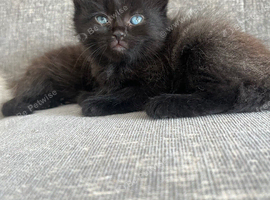 Ragdoll cross kittens