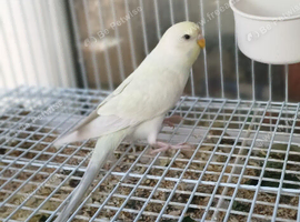 Baby budgies RESERVED