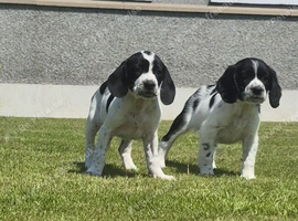 Cocker spaniel X  Springer spaniel pups