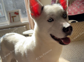 1 year old Siberian husky
