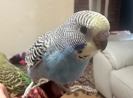 Love baby budgie hand tamein Dagenham in Barking and Dagenham