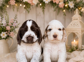 7 beautiful chocolate verities show-type cocker spaniel extensively health tested parents