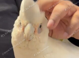 Handreard baby bear -eyed cockatoo for sale or px