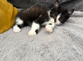 Two beautiful kittens ready now