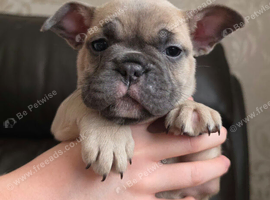 French bulldog puppies