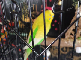 Budgies and cage