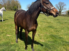 Project Weatherby Mare