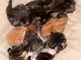 Kittens up for adoption.