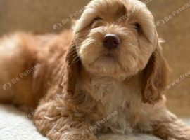 Apricot Cockapoo's