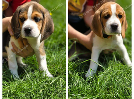 Beagle Puppies Ready for Love!!